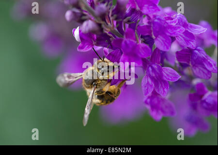 Un Europeo Il miele delle api (Apis mellifera) raccoglie il polline di fiori da giardino in East Yorkshire, Inghilterra Foto Stock