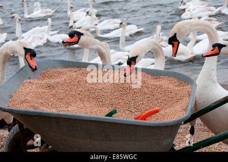 I cigni di mangiare da una ruota di Barrow Foto Stock