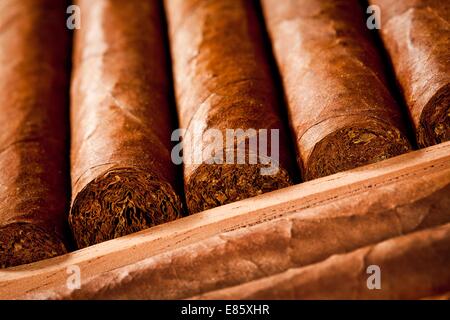 Alcuni laici i sigari in humidor Foto Stock