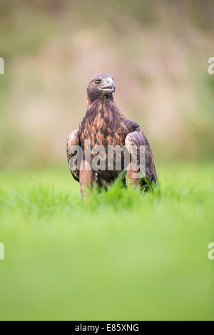 Aquila reale (Aquila chrysaetos) in piedi in erba Foto Stock