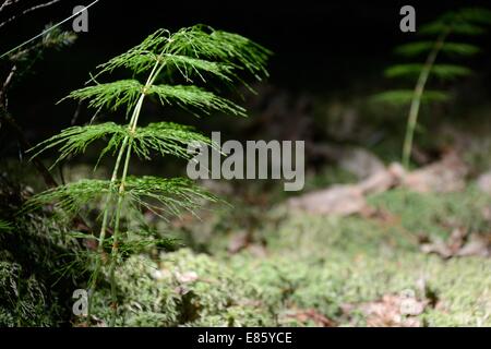 Legno equiseto - Equisetum sylvaticum Foto Stock