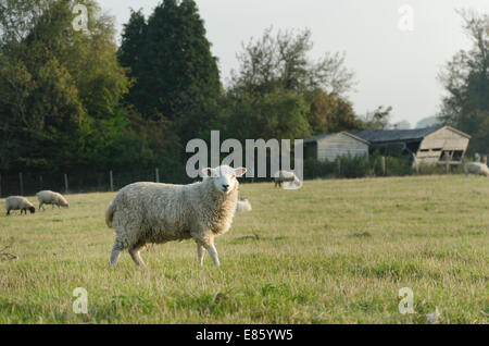 Agricoltura tipica scena con curiosi pecore cercando come compagni di gregge portano sui pascoli con le aziende agricole capannoni nel triste stato di abbandono Foto Stock