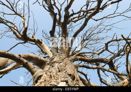 Coppia di ippocastano che è morto ed è ancora in piedi in campi aperti contro uno sfondo di cielo blu in estate Foto Stock