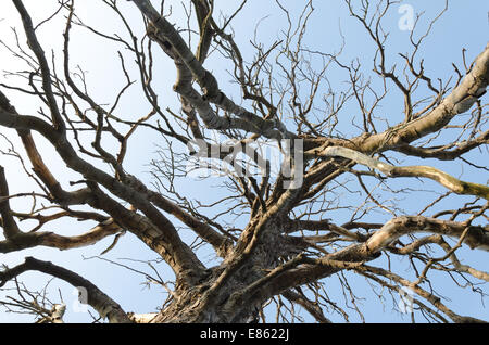 Coppia di ippocastano che è morto ed è ancora in piedi in campi aperti contro uno sfondo di cielo blu in estate Foto Stock