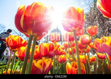 Un letto di tulipani fotografato in un assolato pomeriggio di primavera Foto Stock