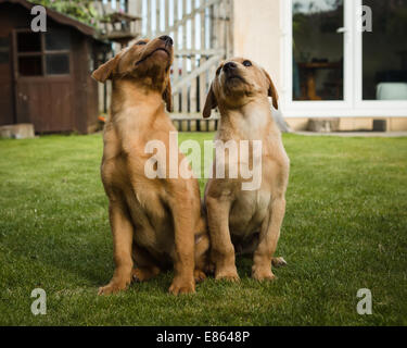 Giallo labrador retriever cuccioli, un fratello e una sorella seduti insieme in un giardino di uso domestico. Foto Stock