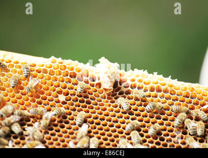 Una cella di regina in cui una nuova Queen Bee cresce Foto Stock