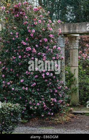 I giardini una volta famosi della tenuta di Trevarno, Helston, Cornovaglia, ora chiusi al pubblico. Camellias e una classica "rovina" nel Giardino Italiano Foto Stock