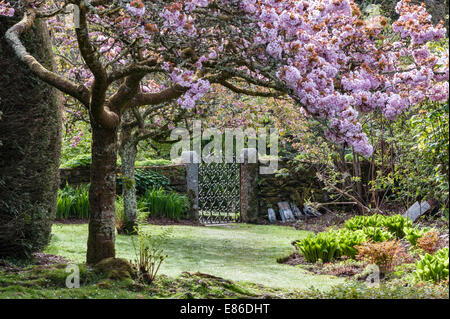 I giardini una volta famosi della tenuta di Trevarno, Helston, Cornovaglia, ora in mani private e purtroppo chiusi al pubblico. I ciliegi sbocciano in primavera Foto Stock