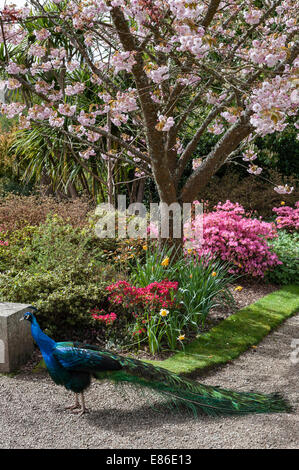 I giardini una volta famosi della tenuta di Trevarno, Helston, Cornovaglia, ora chiusi al pubblico. Un ciliegio in piena fioritura in primavera, con un pavone Foto Stock