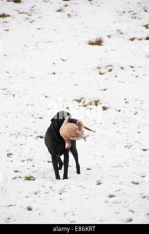 Cane da caccia con un fagiano in bocca Foto Stock