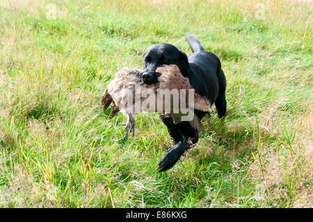 Un cane da caccia con due morti fagiani sul terreno Foto Stock