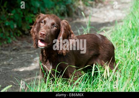 Un cane in un campo Foto Stock