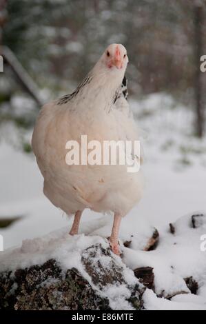 Un pollo su una fattoria nevoso Foto Stock