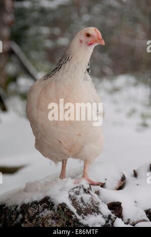 Un pollo su una fattoria nevoso Foto Stock