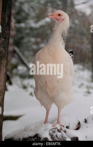 Un pollo su una fattoria nevoso Foto Stock