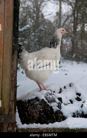 Un pollo su una fattoria nevoso Foto Stock