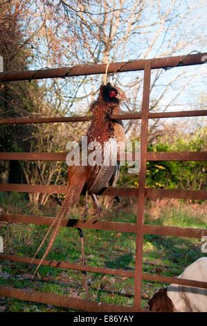 In Campagna Foto Stock