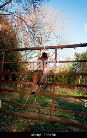 In Campagna Foto Stock