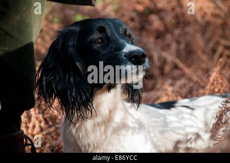 In Campagna Foto Stock