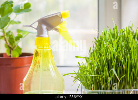 Inquadratura orizzontale - erba nel contenitore e spruzzatore giallo sul davanzale closeup in ambienti interni Foto Stock