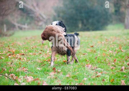 In Campagna Foto Stock