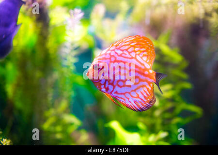 Symphysodon discus in un acquario su uno sfondo verde Foto Stock