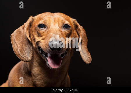 Ritratto di carino marrone cane bassotto isolati su sfondo nero con copyspace Foto Stock