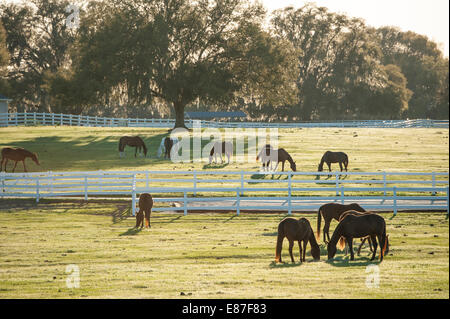 Horse Farm in Ocala FL Foto Stock