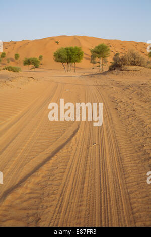 Dune del deserto e alberi ghaf alla fine della strada in Ras Al-Khaymah ritratto Foto Stock