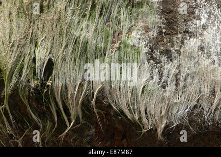 Alghe a secco su roccia nella giornata di sole Foto Stock