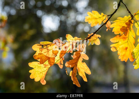 Autunno quercia foglie con retro illuminazione Foto Stock