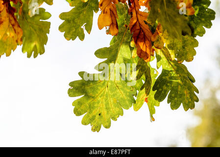 Autunno quercia foglie con retro illuminazione Foto Stock