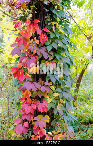Il giallo, il rosso e il verde Virginia superriduttore foglie su un tronco di acero in autunno Foto Stock