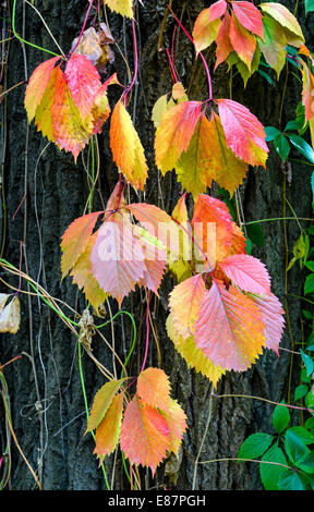 Il giallo, il rosso e il verde Virginia superriduttore foglie su un tronco di acero in autunno Foto Stock