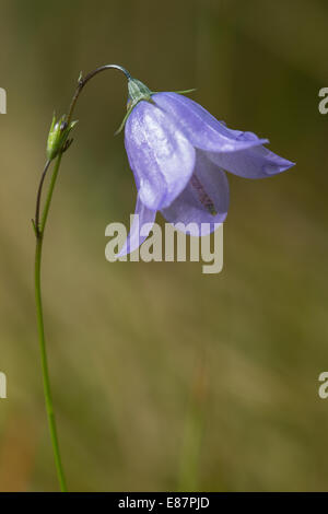 Harebell (Campanula rotundifolia) Fiori il Bog Shropshire Regno Unito Europa Agosto Foto Stock