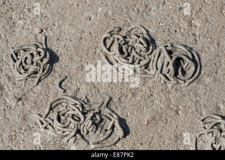 Europea (Lugworm Arenicola marina) cast di sedimento defaecated sulla spiaggia con la bassa marea, costa la Gann Pembrokshire Wales UK Foto Stock