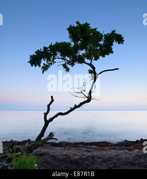 Rimane una lavata dalla quercia sulla costa sud della Zelanda dopo il tramonto, Fax Bugt, Fax comune, Zelanda, Danimarca Foto Stock