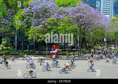 I ciclisti su strada principale Paseo de Reforma, nella parte anteriore della fioritura degli alberi di jacaranda, auto-free Domenica, Città del Messico Foto Stock