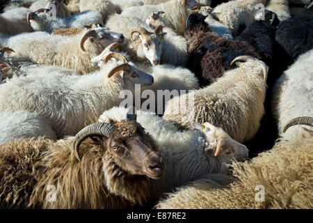 Gregge di pecore in una penna, transumanza ovina, vicino Höfn, Islanda Foto Stock