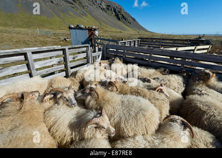 Pecore in una penna, transumanza ovina, vicino Höfn, Islanda Foto Stock