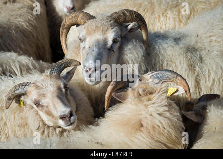 Gregge di pecore in una penna, transumanza ovina, vicino Höfn, Islanda Foto Stock