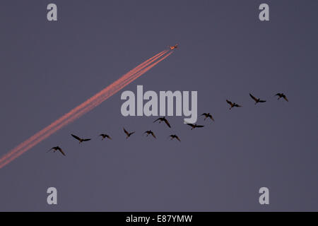 Southport, Lancashire, Regno Unito il 2 ottobre, 2014. 'Volo di mattina presto' quando crollate le temperature risultano in erba il gelo e la nebbia come matasse di rosa-footed oche volano in una matassa vicino a Martin mera Wetland Centre dove oltre 35.000 di loro posatoio sul sito. Grandi allevamenti sono giunte in questi ultimi giorni dopo aver fatto la 500 miglia di viaggio dall'Islanda per trascorrere il mese prossimo in Lancashire. Foto Stock