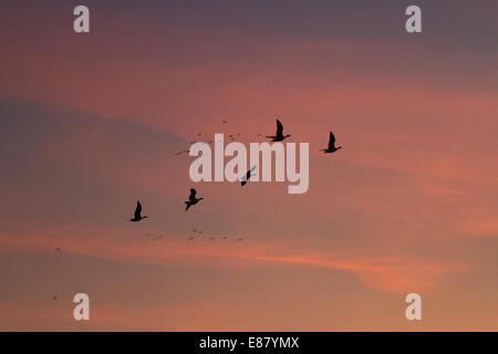 Stormo di uccelli nel cielo all'alba. Southport, Lancashire, Regno Unito il 2 ottobre, 2014. Crollate le temperature risultano in erba il gelo e la nebbia come branchi di rosa-footed oche volano vicino a Martin mera Wetland Centre dove oltre 35.000 di loro posatoio sul sito. Grandi allevamenti sono giunte in questi ultimi giorni dopo aver fatto la 500 miglia di viaggio dall'Islanda per trascorrere il mese prossimo in Lancashire. Foto Stock