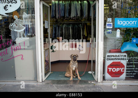 Parigi, Francia. Il 2 ottobre, 2014. Un cane si trova all'entrata di una lavanderia francese a Parigi Credito: amer ghazzal/Alamy Live News Foto Stock