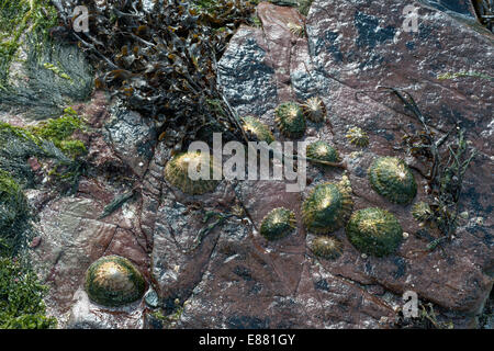 Patelle e alghe a bassa marea Slapton Ley Slapton Kingsbridge Devon England Regno Unito Europa Foto Stock