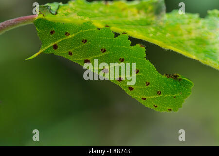Il PIOPPO hawkmoth (Laothoe populi) larva riposo sotto la foglia Llanymynech Wales UK Europa Agosto Foto Stock