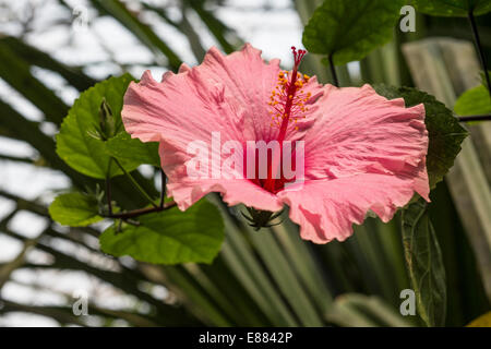 Hibiscus (Hibiscus sp.) Eden Project giardino Cornwall Inghilterra UK Europa Agosto Foto Stock