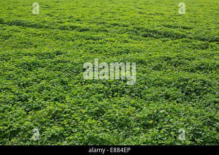 Campo di trifoglio verde. Foto Stock