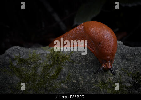 Limax cinereoniger strisciando verso il basso a partire da una roccia Foto Stock